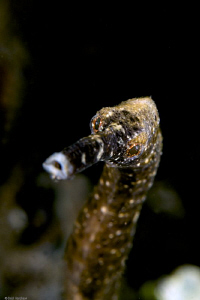 Long snout pipefish No cropping. 60mm +4 diopter by Debi Henshaw 